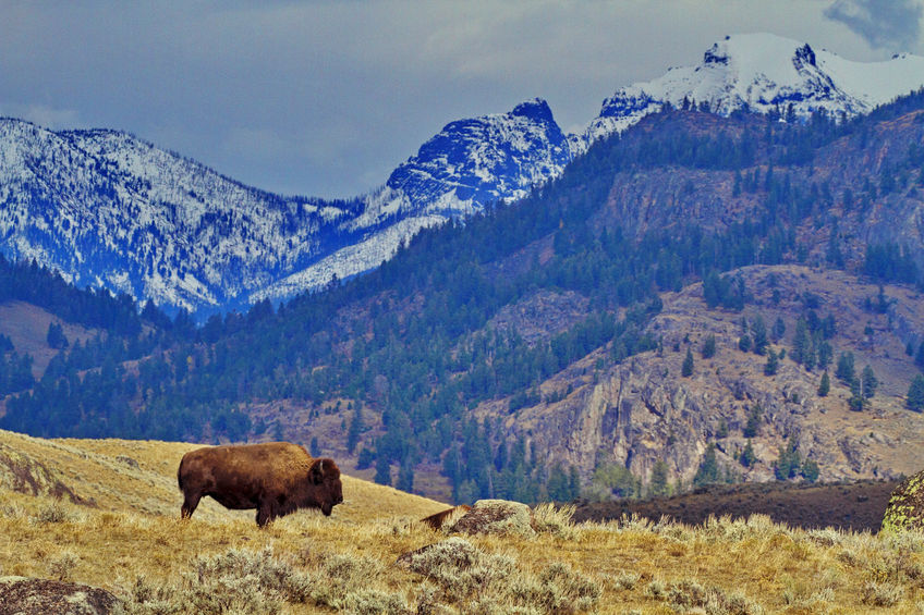Single bison stands against backdrop of mountains on Grand Loop Road of Yellowstone National Park in Wyoming
